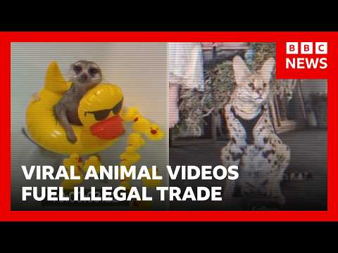 Viral exotic animal videos are fuelling illegal wildlife trade, according to charity | BBC News