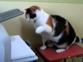 Gato VS Impressora
