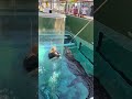 Here People Bathe With Crocodiles