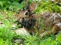 Un conejo con ‘zanahorias’ en la cara