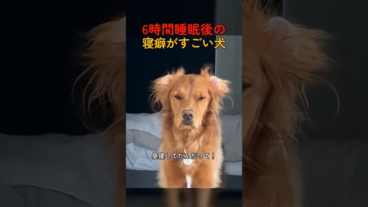 6時間睡眠後の寝癖がすごい犬 #犬 #寝癖 #ゴールデンレトリバー #かわいい #癒し #おもしろ動画 #ペット #いぬのいる暮らし
