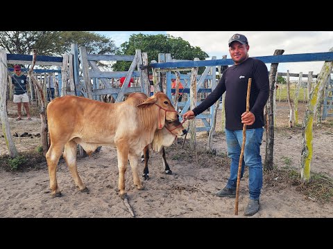 Cattle for 700 reais in Cruzes-PE 05-01-2026 #northeast