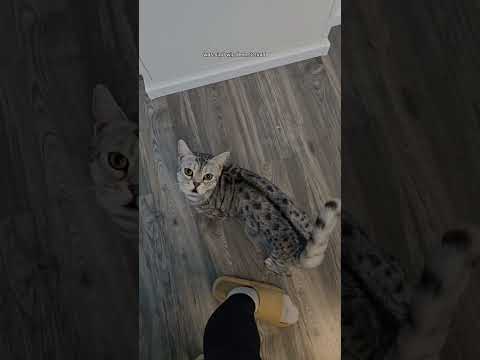 cosmo kann es mal wieder nicht fassen #katzen