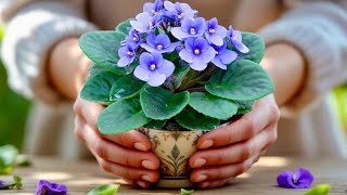I Do This, and My African Violets Keep Blooming and Multiplying! 🌸✨