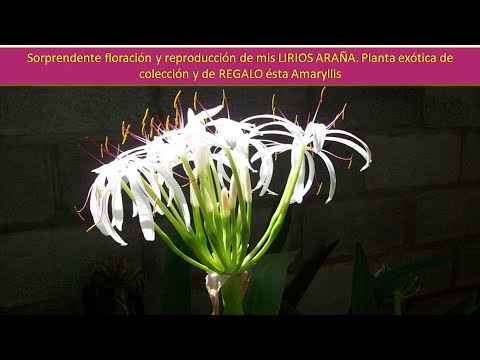 , title : 'Sorprendente floración y reproducción de mis LIRIOS ARAÑA. Planta de colección + REGALO'