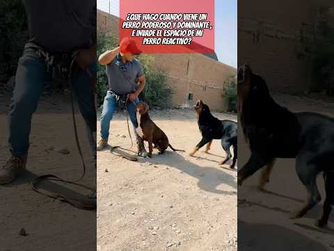 Rottweiler invade espacio de PITBULL reactivo y esto hago yo… #dogtrainingtips #perro #dogshorts