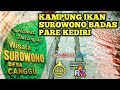 Sentra Ikan Hias Badas Kediri