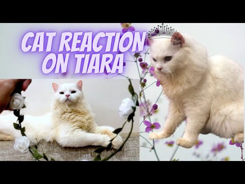 Cat reaction video on tiara 🙀