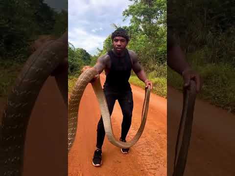 Attraper un cobra royal par la queue