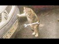Funniest Animals Best Of The 2020 Funny Animal Videos Cutest Animals Ever