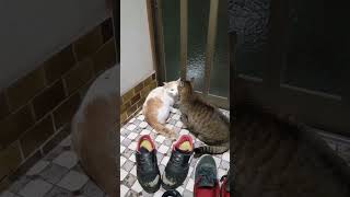 家に入ってきた初めて見る知らない野良猫。 #猫 #shorts
