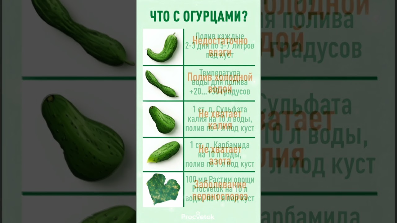 Что не так с огурцами? Определяем по плодам и листьям! Сохраните в закладки