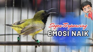 Download lagu SOGON GACOR SPESIALIS MEMANGGIL SOGON LIARAN AUTO CEPAT TERPIKAT mp3 Download lagu SOGON GACOR SPESIALIS MEMANGGIL SOGON LIARAN AUTO CEPAT TERPIKAT mp3