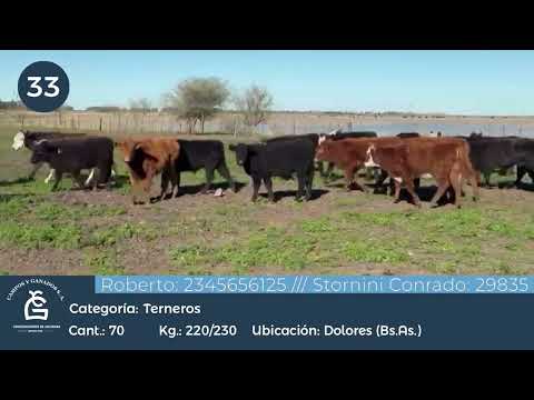 Lote MACHOS A TERMINO - Dolores Bs As