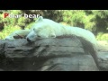 ABC Animal Song For Kids Part 2