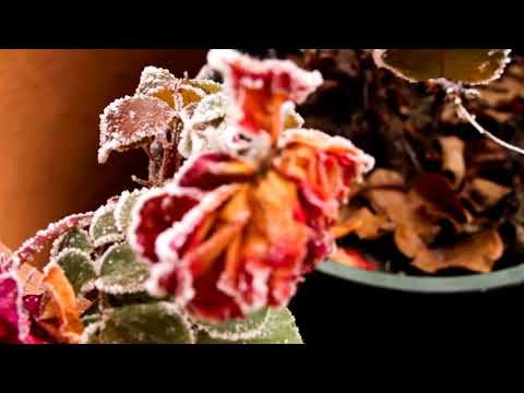 Zimná Ruža / Winter Rose