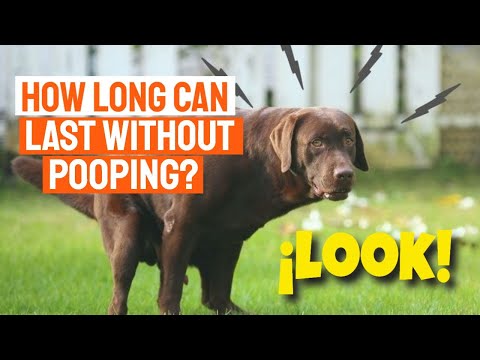 YouTube video about: How long can a horse go without pooping?