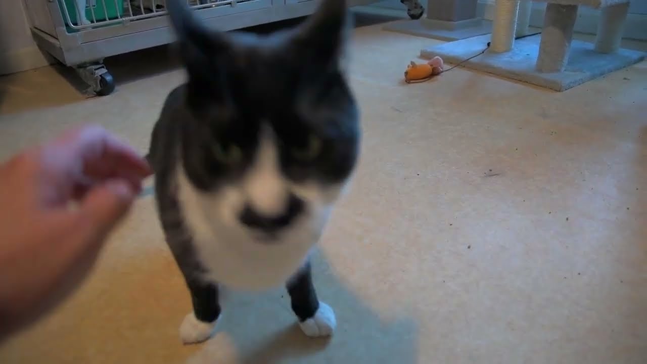 Braeburn, a Adoptable Domestic Short Hair in Natick, MA video 3/6