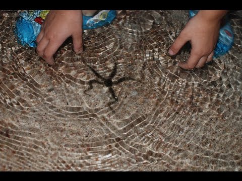 Рыбки и Морские звезды (Красное море) Fishes and Sea stars (Red Sea)