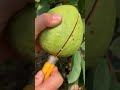 Fresh Guava Fruit Cutting In My Farm How To Cut Fruit In My Farm Shorts