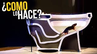 ¿Cómo hacen las ratas para entrar por tu baño 🐀