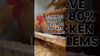 TWO choices that prevent 70% to 80% of chicken related problems! #keepingchickens #backyardchickens