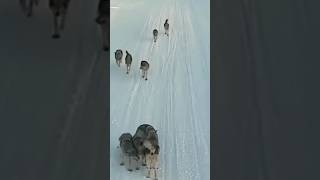 toxoplasma gondii... #shorts #animais biólogo henrrique