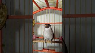 Download lagu Langsung Kutilang aktif merespon bunyi keras emosi  #burung #kutilang #suarakutilang #kicaumania mp3