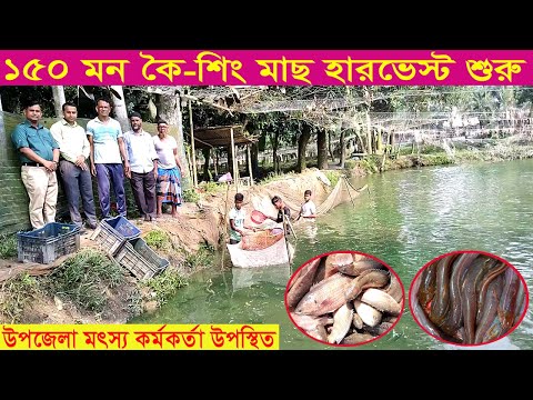 গাইবান্ধা সদর উপজেলার বোয়ালী ইউনিয়নে কৈ-শিং মাছ চাষের ব্যাপক সম্প্রসারণ