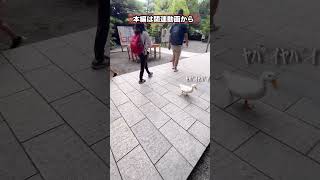 八つ当たりされるアヒル