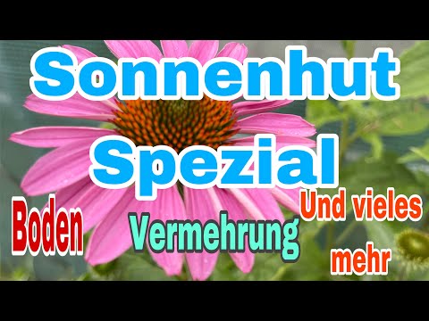 Sonnenhut Spezial - alles rund um den Sonnenhut (Echinacea)