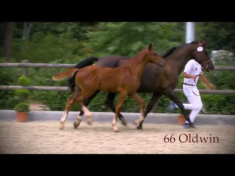 66 Oldwin (Pommerol de Muze x Arezzo VDL) hengst/colt, 2-4-2019, donkere vos, KWPN