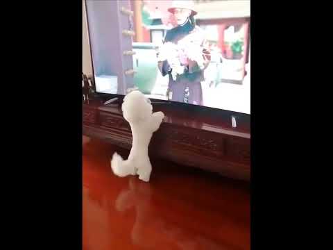 funniest animal videos of 2022 - funny golden retriever dogs and cutest golden puppies  V.18373 #fu