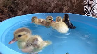 Bebek Berenang Dikolam penuh Air