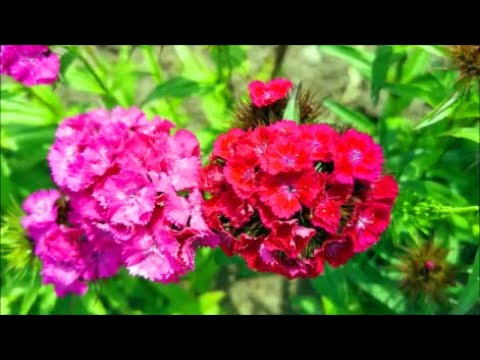 How to Grow Sweet William Dianthus from Seed