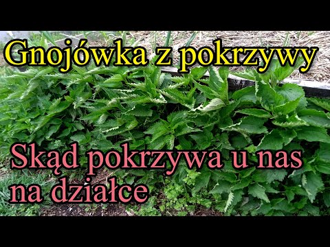Ogrodowe pierdamony 53 - gnojówka z pokrzywy i o pokrzywie trochę