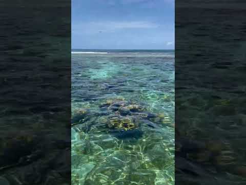 Corn Island,Nicaragua(Snorkeling tour)#paradise #virginisland #snorkeling #reef #ocean #tripadvisor