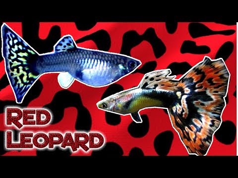 RED LEOPARD GUPPY - TROPICAL FISH UNBOXING