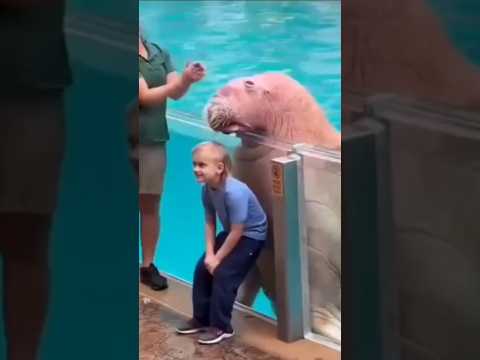 Kevin D Jimison - When You Go To The Zoo And Get Splashed By A Walrus #shorts