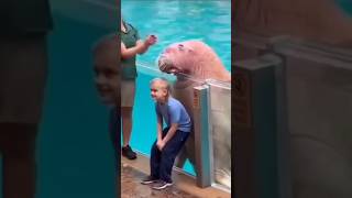 Download lagu Kevin D Jimison - When You Go To The Zoo And Get Splashed By A Walrus #shorts mp3