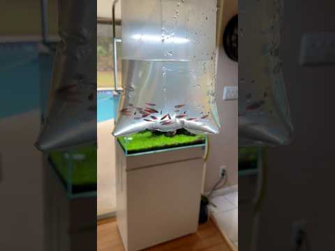 Let’s introduce our cardinal tetras. #aquascape #aquarium #youtubeshorts