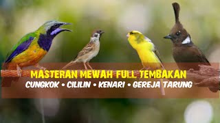 Download lagu Kombinasi Masteran | Cungkok - Cililin - Kenari - Gereja Tarung mp3