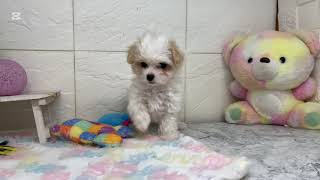 ハーフ犬の動画01