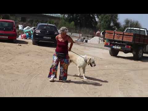 Vídeo de STAR