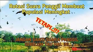 Download lagu Rotasi Suara Panggil Walet Bertambah Atau Malah Kabur mp3