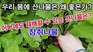 우리 몸에 산나물은 왜 좋은가?(산나물 종류, 산나물 효능, 산나물 성분, 취나물 효능, 참취나물, 취나물 …