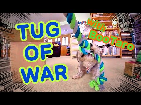 ☆TUG OF WAR☆ New ROPE with BooTaro