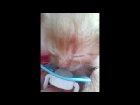 Котенок смешно сосет соску
