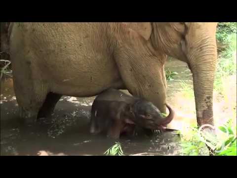 Elephant Baby   First Swim Updated on Vimeo