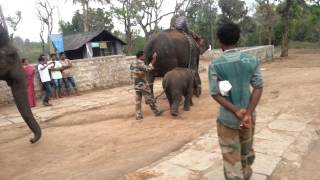 preview picture of video 'Dubare Elephant Camp Videos,Coorg - Elephant bath'